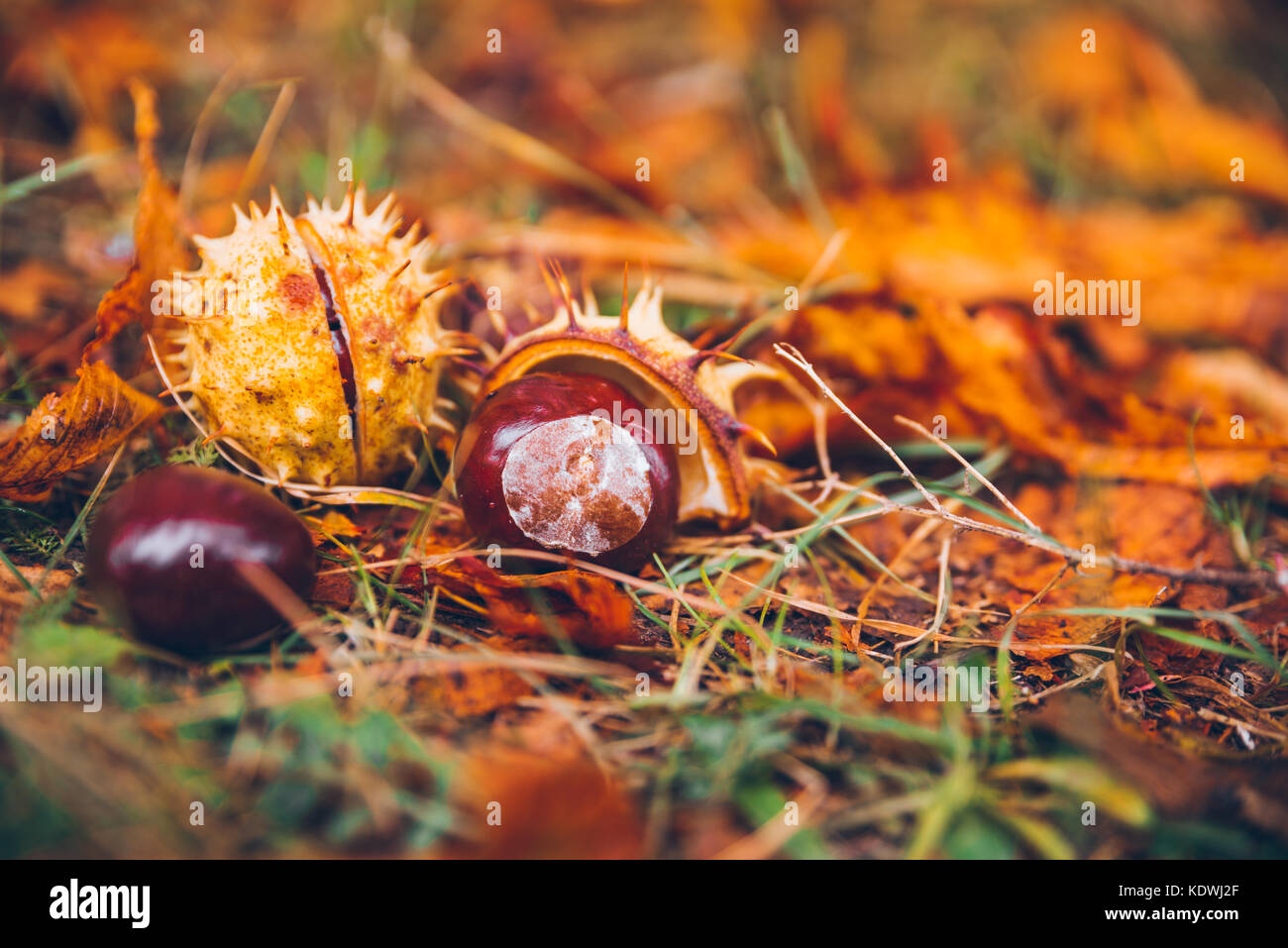 horse chestnut buckeye conker outside in the wood Stock Photo