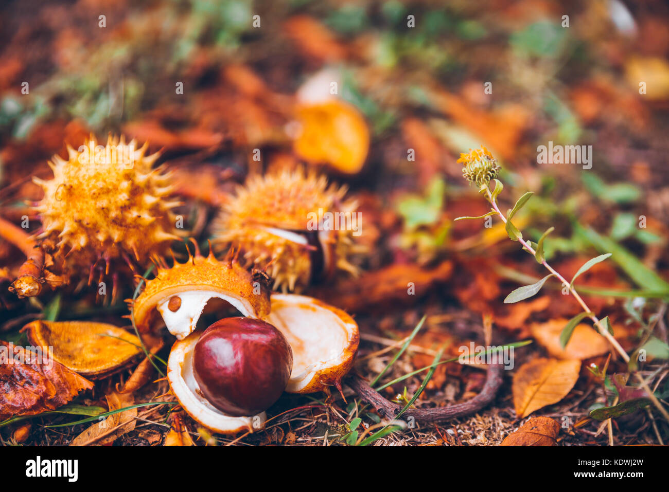 horse chestnut buckeye conker outside in the wood Stock Photo
