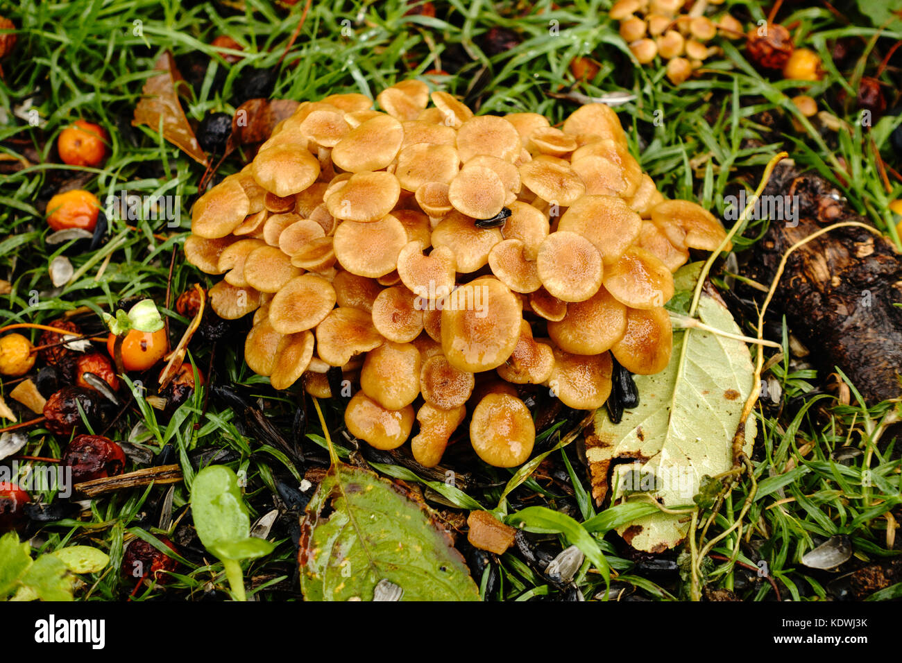 A patch of Honey fungus mushrooms, Armillaria mellea, growing around Crabapple, malus, tree roots in an urban lawn in Oklahoma City, Oklahoma, USA. Stock Photo