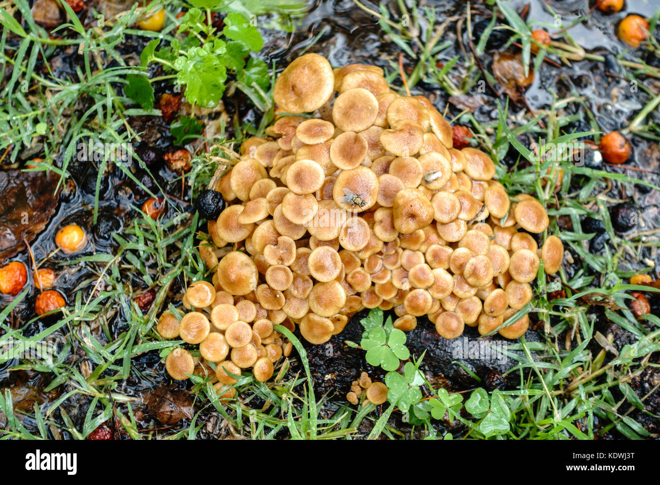 A patch of Honey fungus mushrooms, Armillaria mellea, growing around Crabapple, malus, tree roots in an urban lawn in Oklahoma City, Oklahoma, USA. Stock Photo
