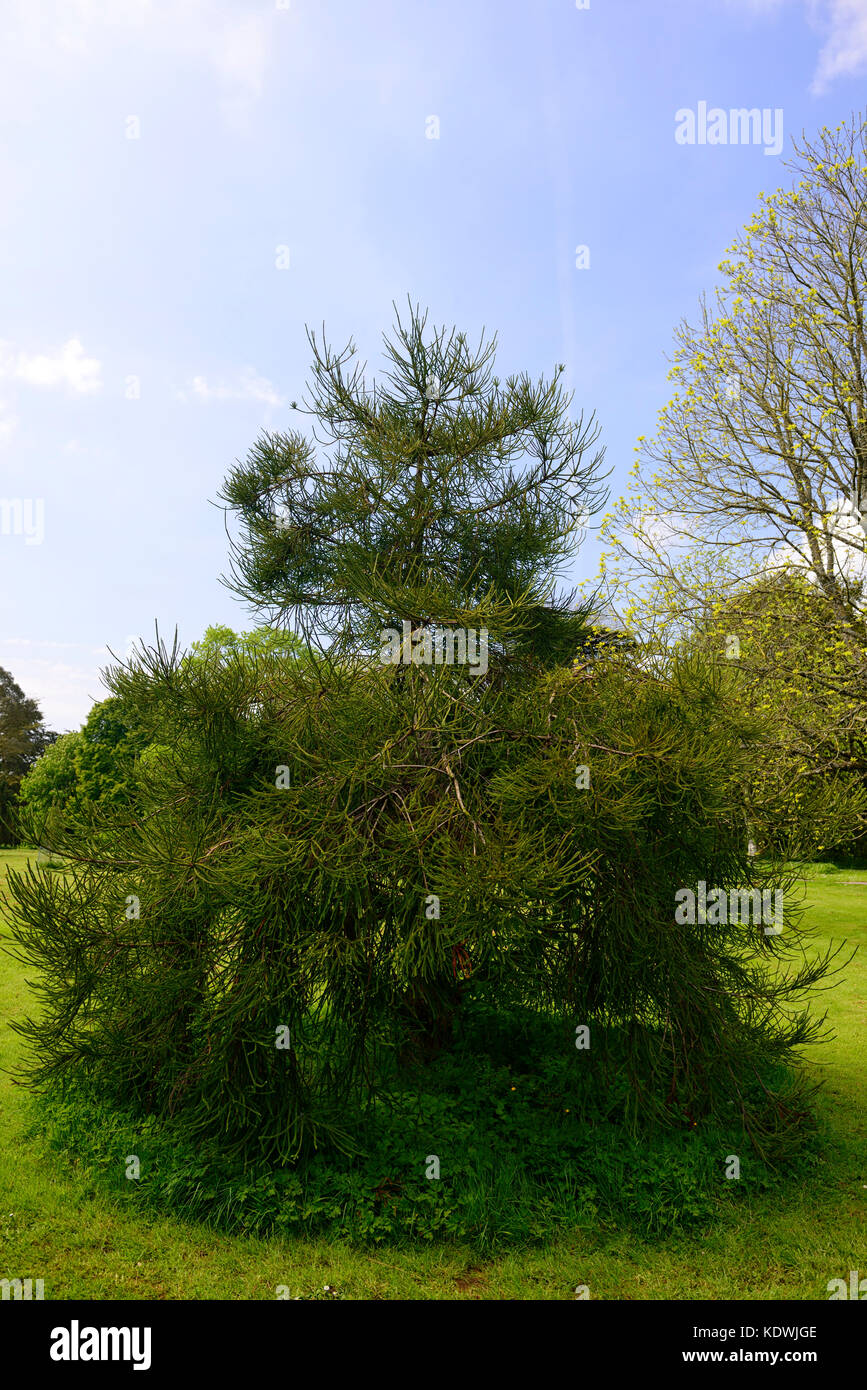 cryptomeria japonica araucarioides, cedar, cedars, Snake-branch Japanese cedar, conifer, conifers, evergreen, tree, trees, RM Floral, Stock Photo