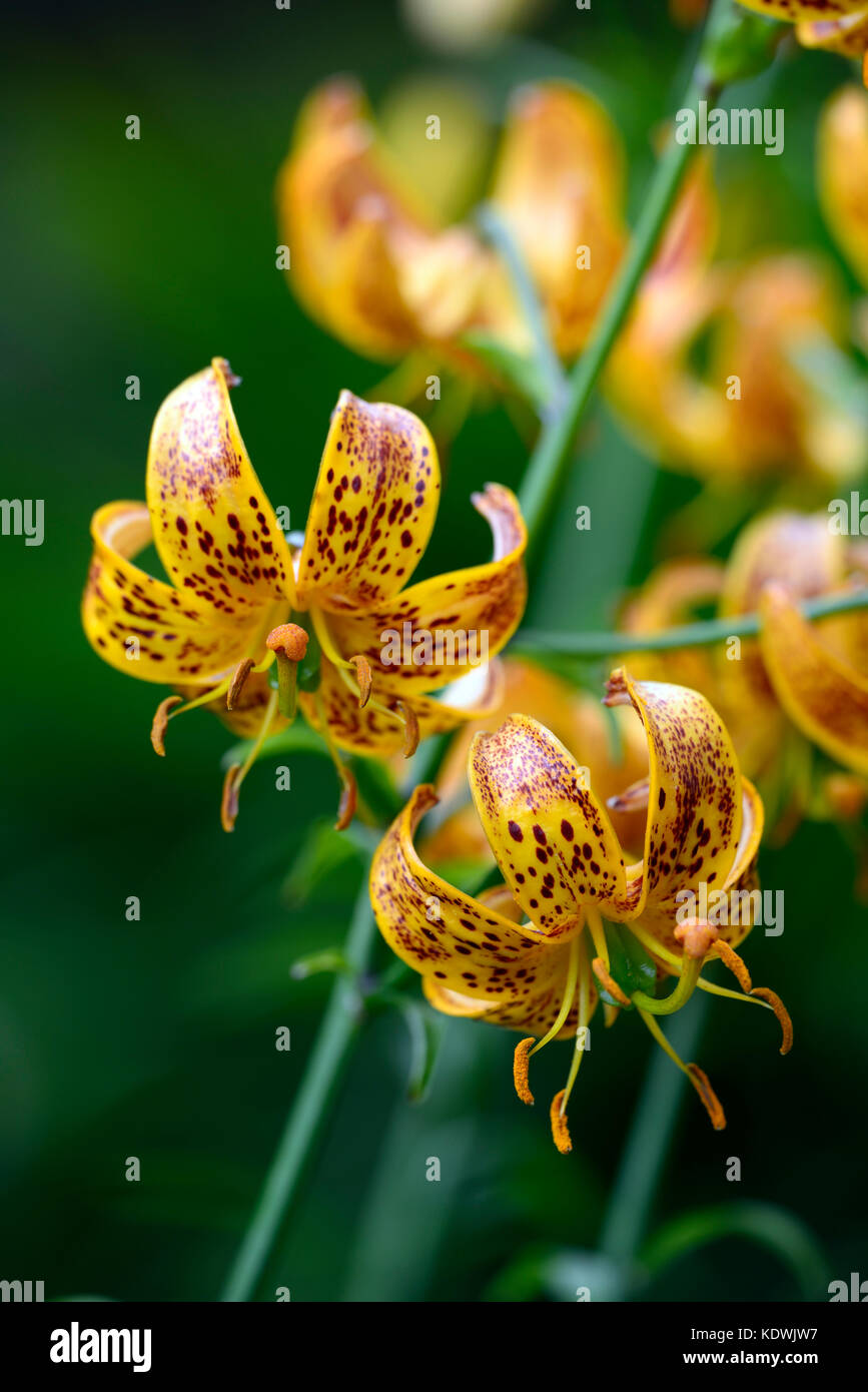 Lilium Martagon Megan, lily, lillies, orange yellow, flower, flowers ,perennial, summer ,shade, shady, turks cap ,RM Floral Stock Photo