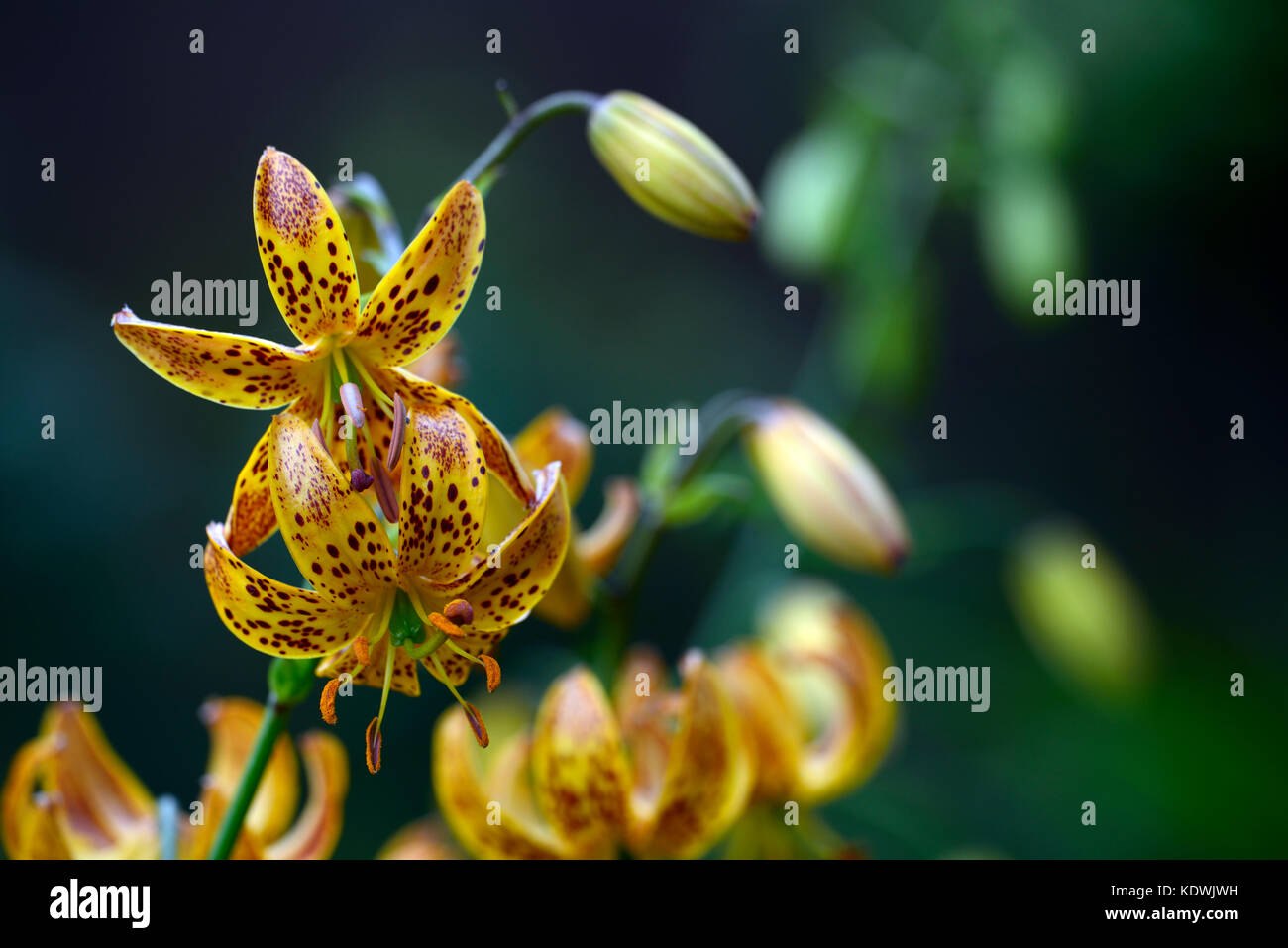 Lilium Martagon Megan, lily, lillies, orange yellow, flower, flowers ,perennial, summer ,shade, shady, turks cap ,RM Floral Stock Photo
