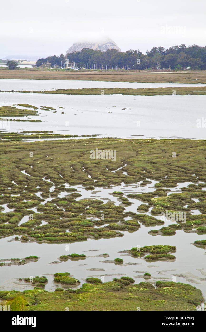 Morro Estuary Natural Preserve and its 800 acre wetland are home to dozens of endangered species.  This bird sanctuary is home to more than 250 specie Stock Photo