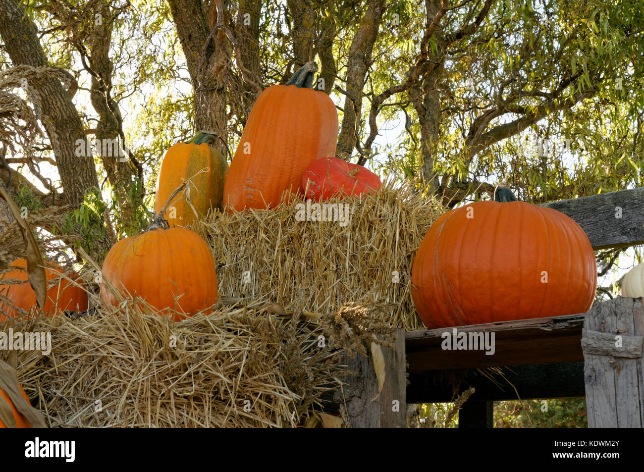 Display of pumpkins and bales of hay at Westham Island Herb Farm, South Delta, British Columbia, Canada Stock Photo