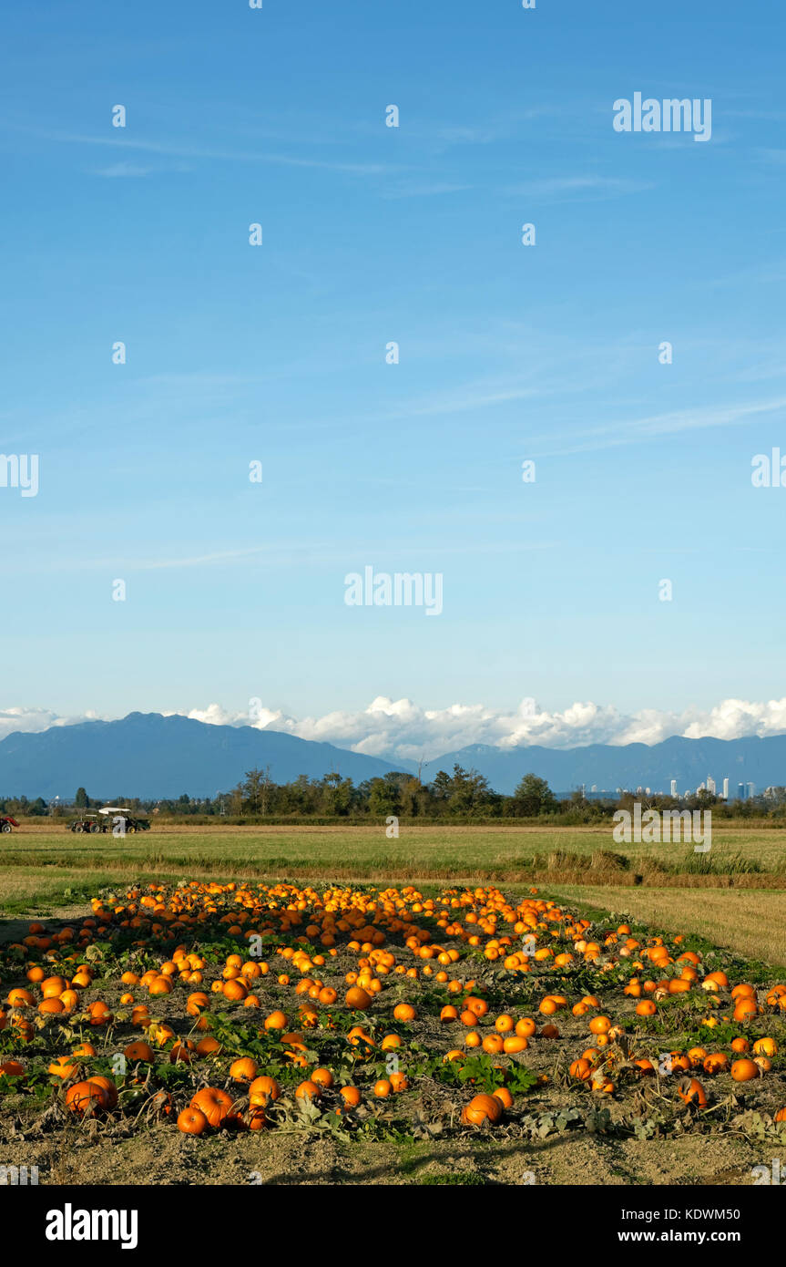 Field of pumpkins with Coast Mountains in background, Westham Island, South Delta, British Columbia, Canada Stock Photo