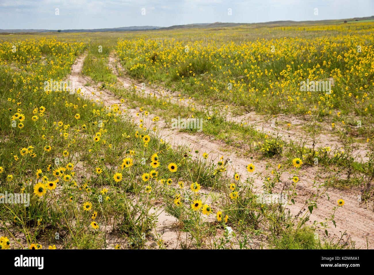 Tryon, Nebraska - Sunflowers growing along a dirt road in the Nebraska Sandhills. Stock Photo