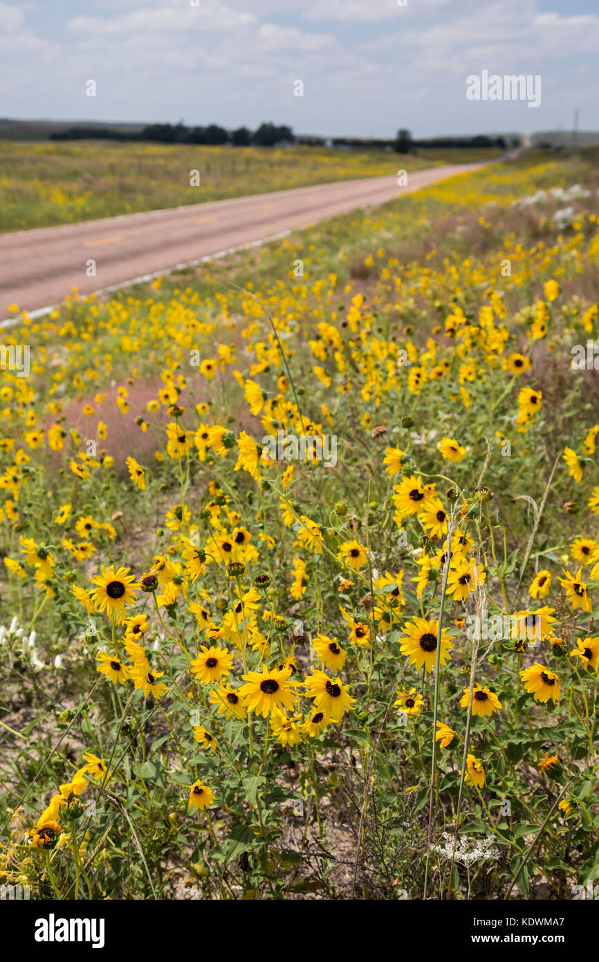 Tryon, Nebraska - Sunflowers growing along a road in the Nebraska Sandhills. Stock Photo