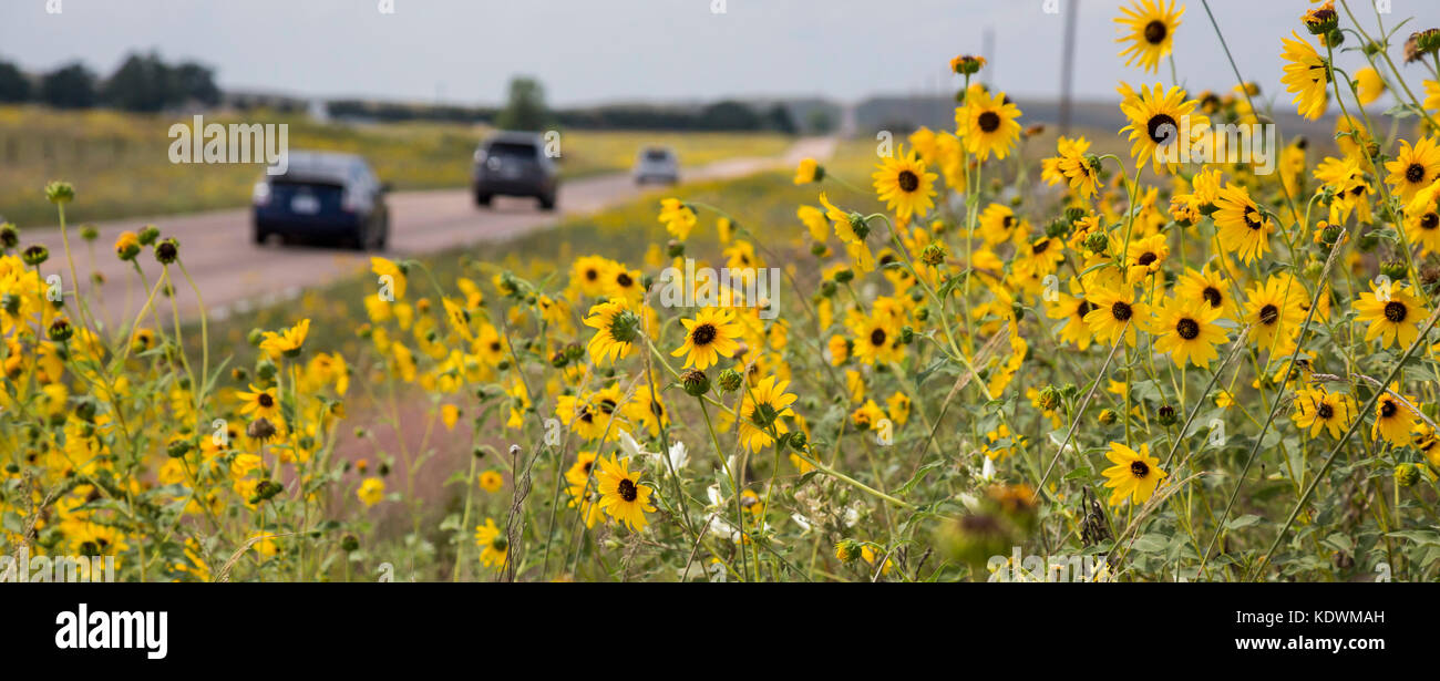 Tryon, Nebraska - Sunflowers growing along a road in the Nebraska Sandhills. Stock Photo