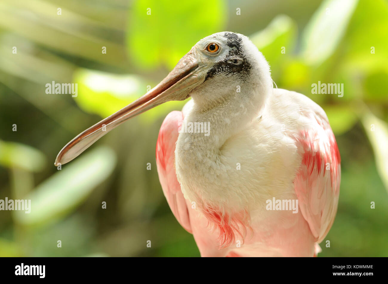 Spoonbill commonly seen in Florida ( Platalea ajaja ) Stock Photo
