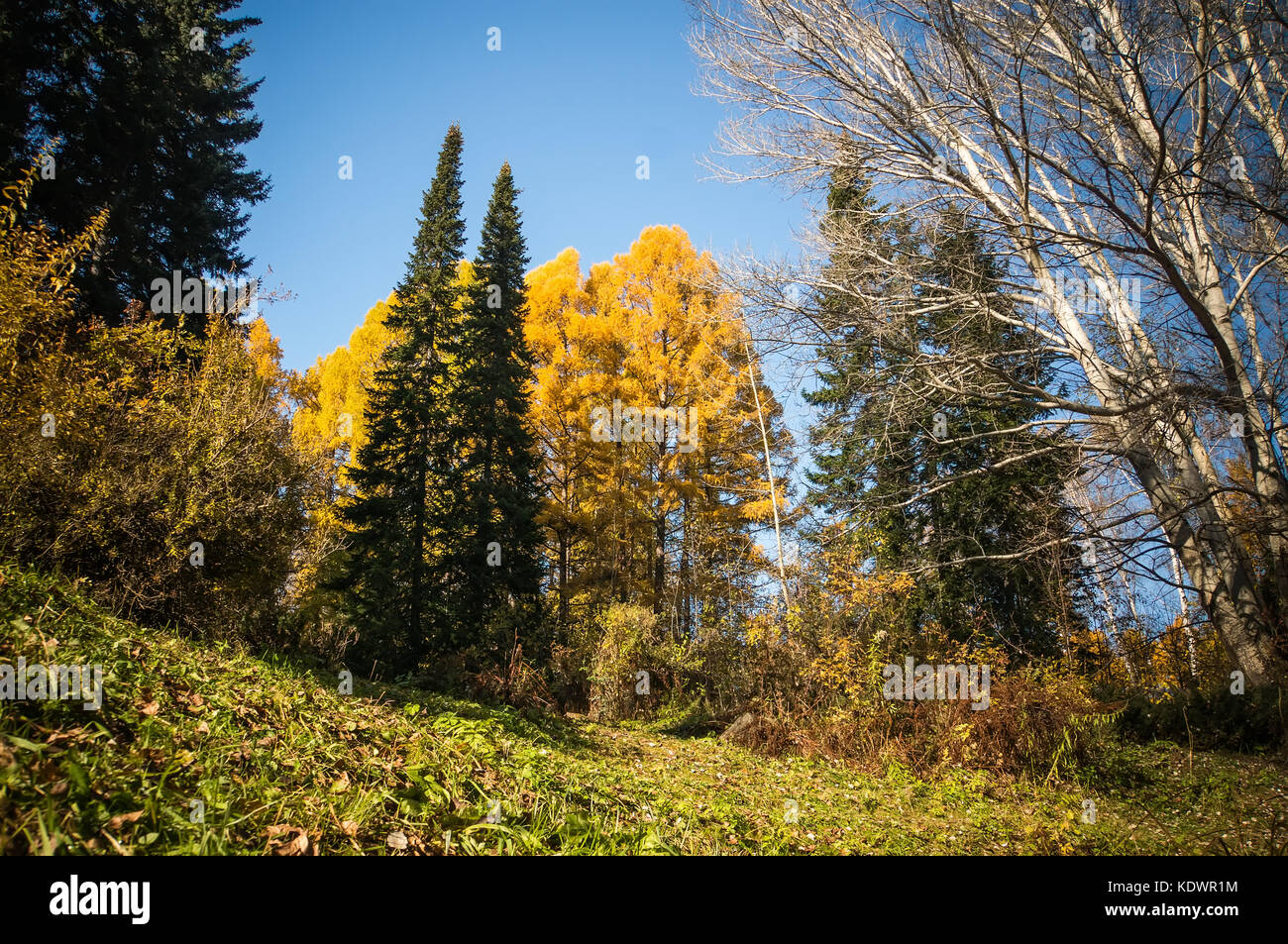 autumn trees with fallen leaves on the background of blue sky ...