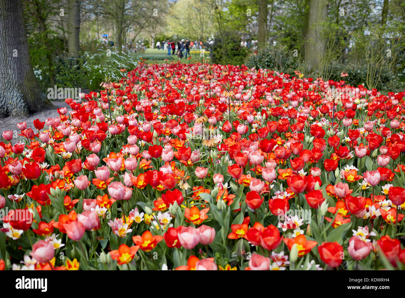 Keukenhof gardens in Holland, famed for its Spring displays of tulips, hyacinths and daffodils Stock Photo