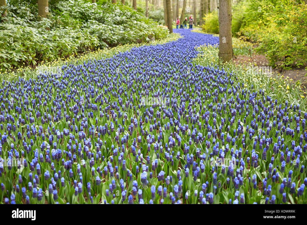 Keukenhof gardens in Holland, famed for its Spring displays of tulips, hyacinths and daffodils Stock Photo