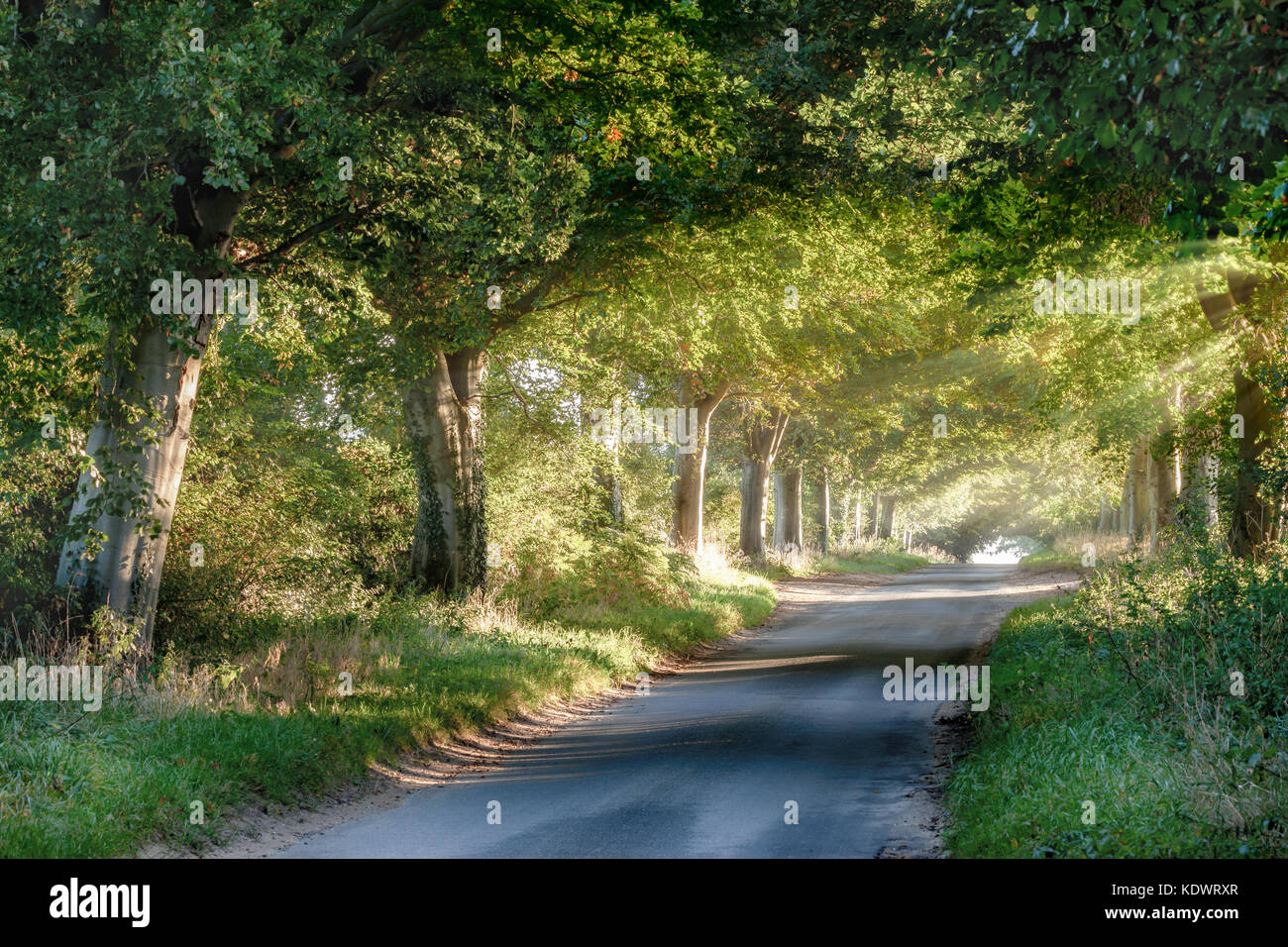 Quiet rural road at sunrise through a arch of mature trees. Golden sunlight pours under the summer canopies of green leaves. Tree trucks reflecting th Stock Photo