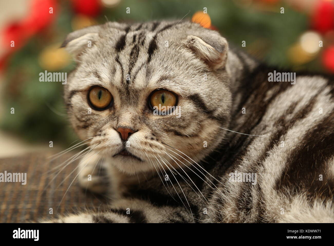 Woman Cute Cat Resting Angry British Stock Photo 1628561224