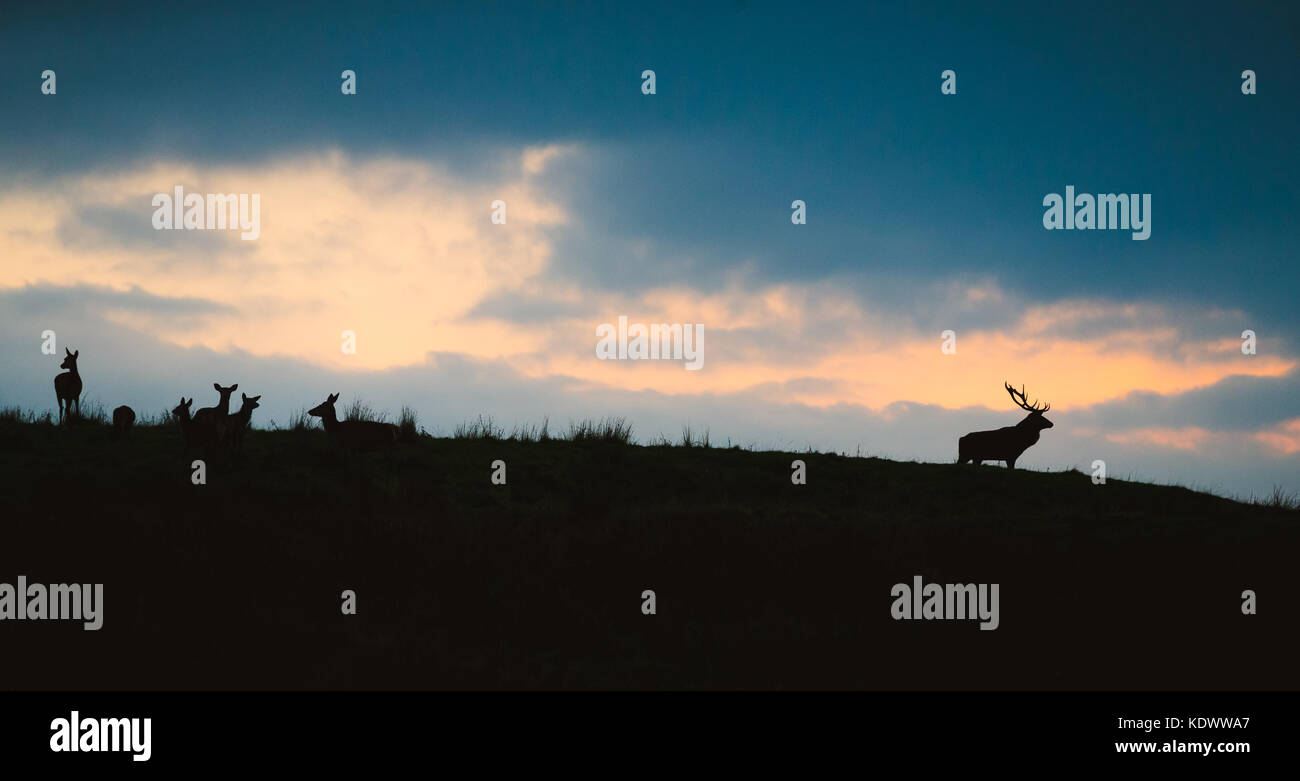A Red Deer Stag and doe silhouetted against the evening sky in the peak district during autumn rutting season. Stock Photo