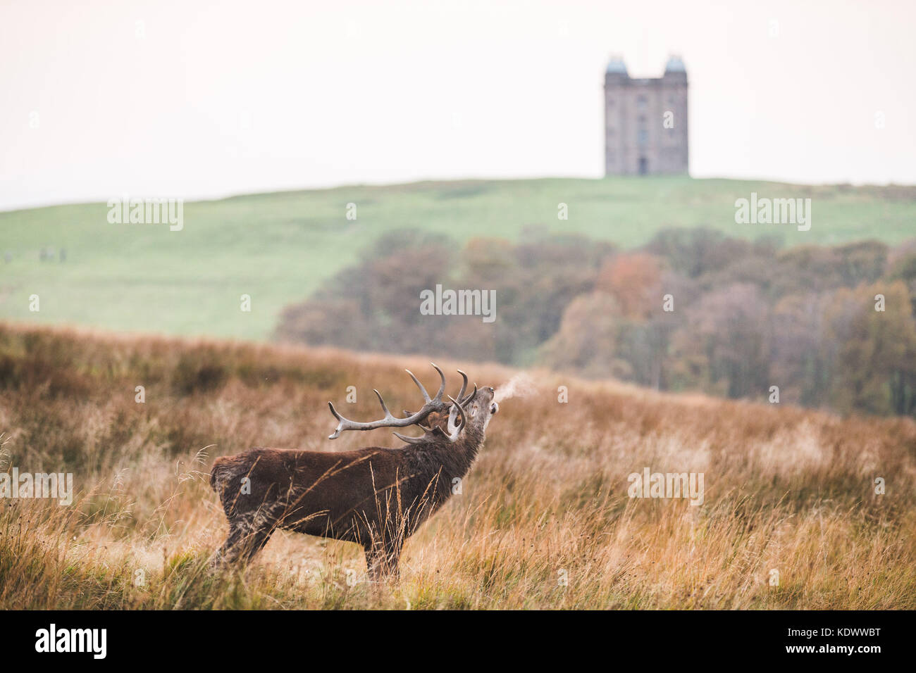 A Red Deer Stag stands on moorland in the Peak District Stock Photo