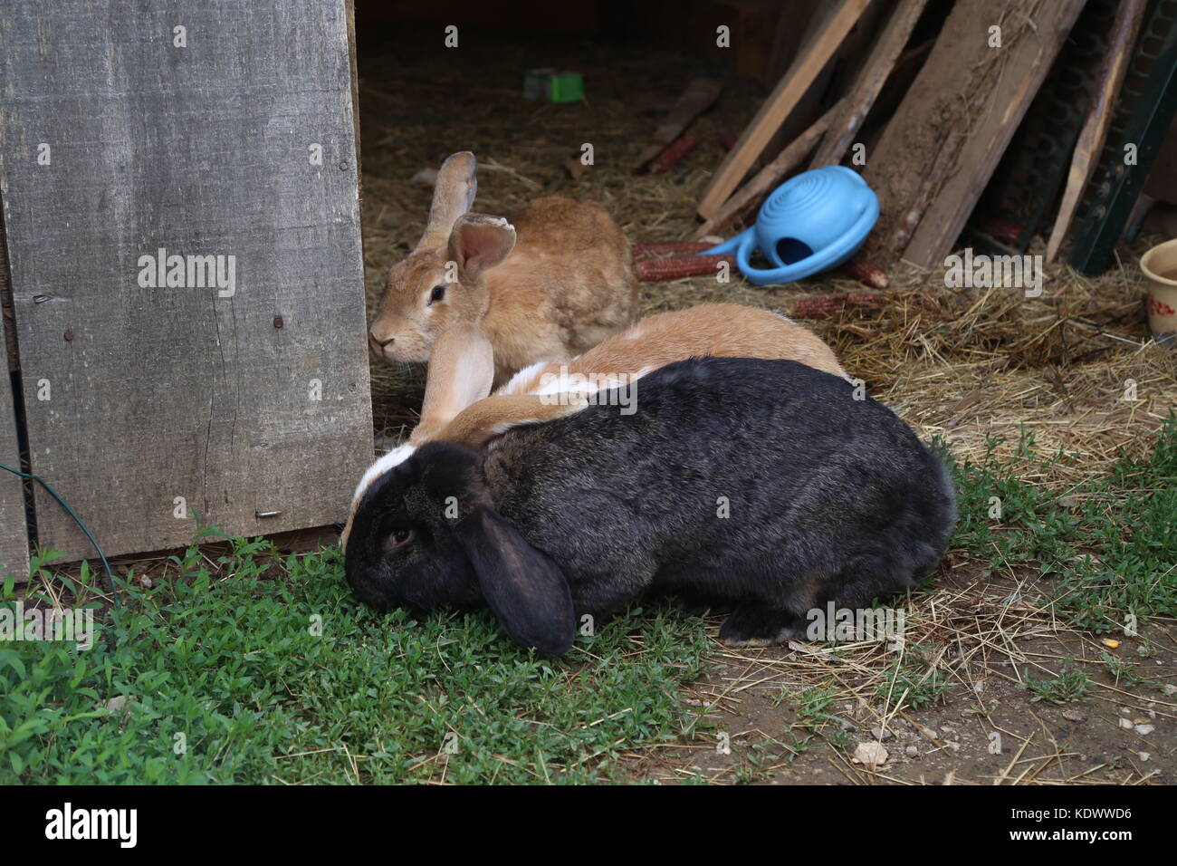 Rabbits in the cage Stock Photo Alamy