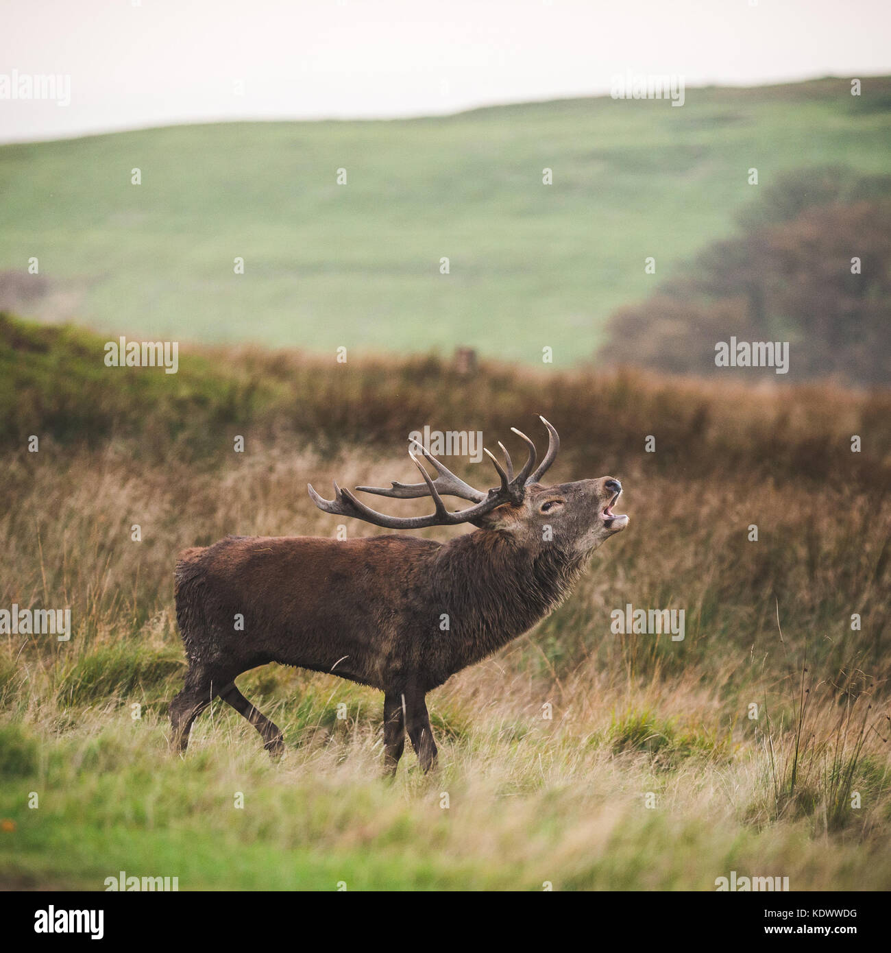 A Red Deer stag during rutting season in the peak district Stock Photo