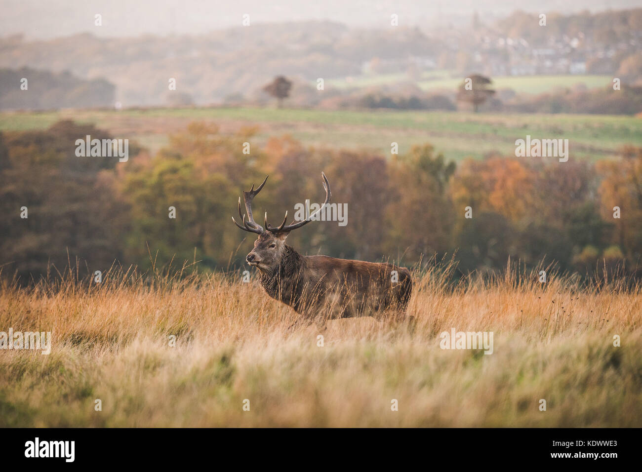 A Red Deer Stag stands on moorland in the Peak District Stock Photo