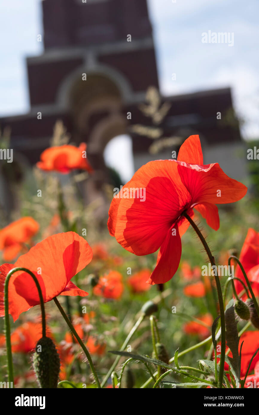 Through the poppies at Thiepval Memorial Thiepval Albert Peronne Somme Hauts-de-France France Stock Photo