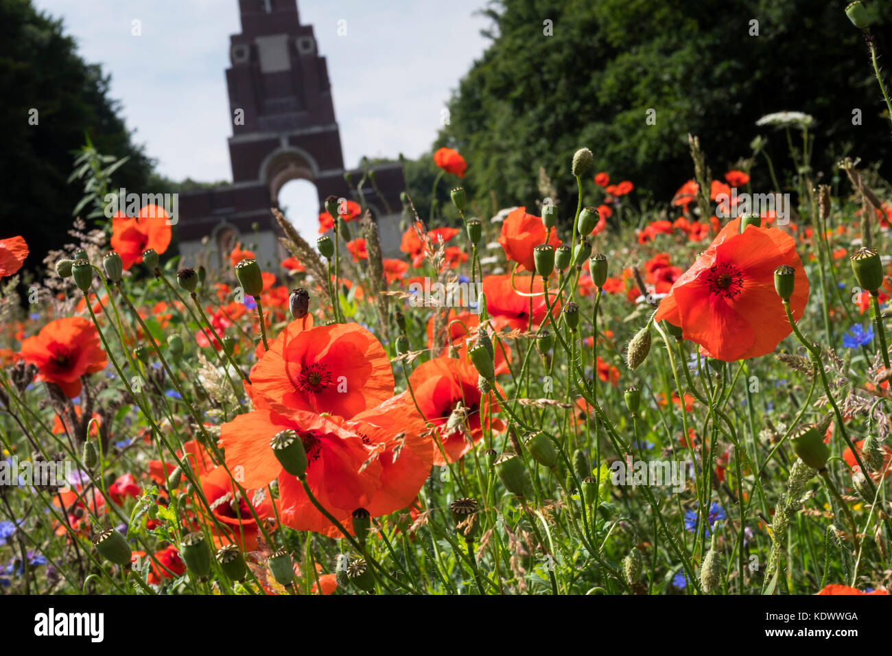 Through the poppies at Thiepval Memorial Thiepval Albert Peronne Somme Hauts-de-France France Stock Photo