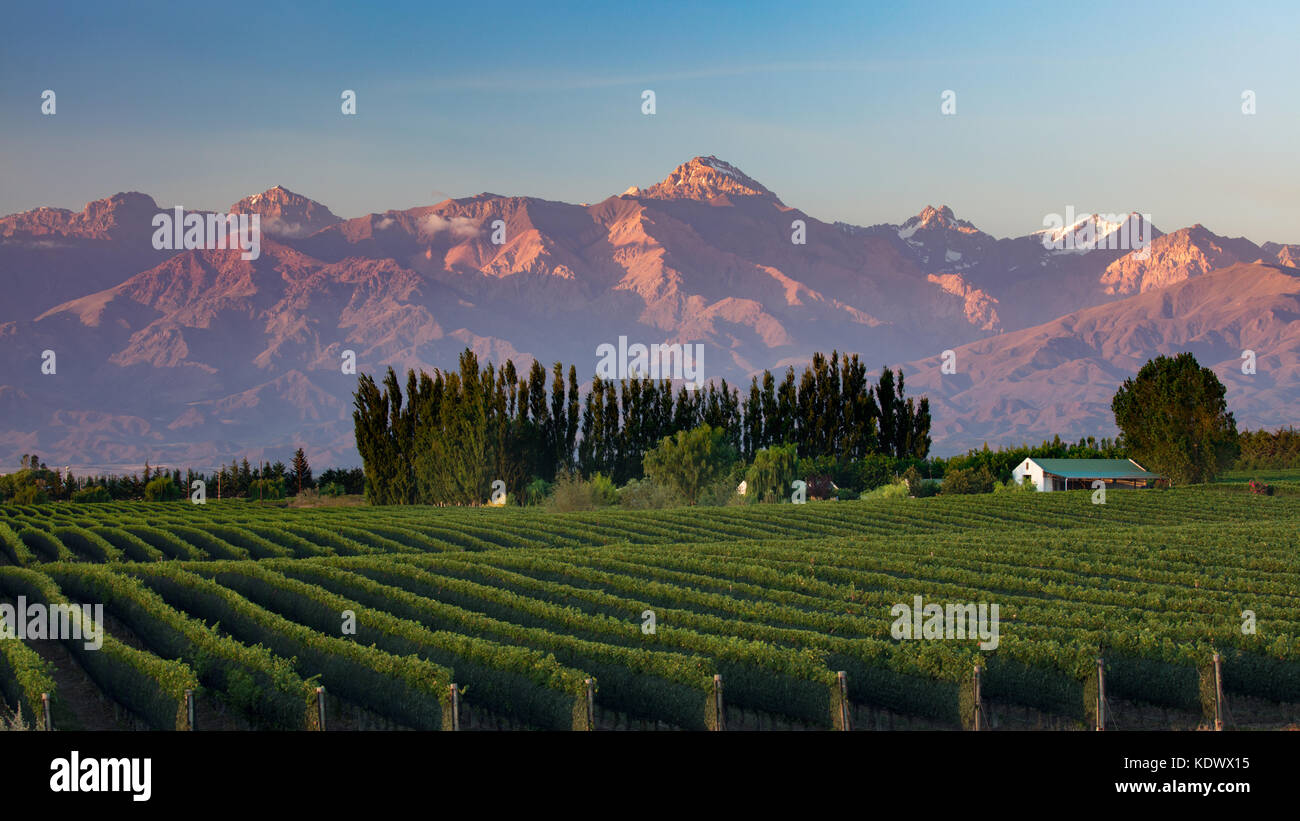 The Andes from the vineyards of the Uco Valley nr Tupungato, Mendoza Province, Argentina Stock Photo