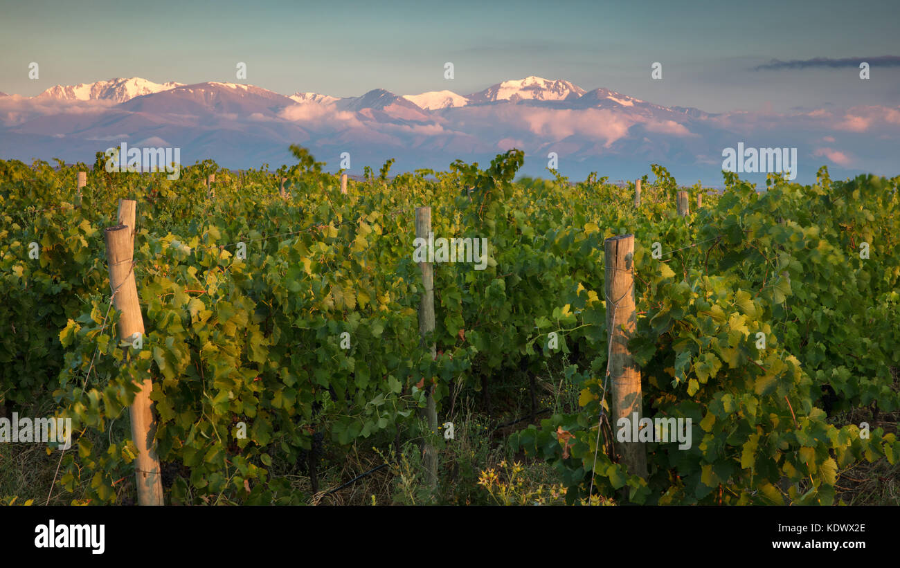 First light on the Andes from the vineyards of the Uco Valley, Mendoza Province, Argentina Stock Photo