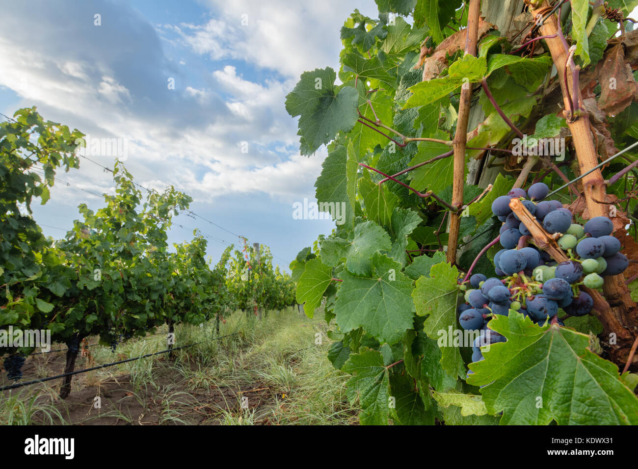 Grapes ripening in the vineyards of the Uco Valley nr Tupungato, Mendoza Province, Argentina Stock Photo