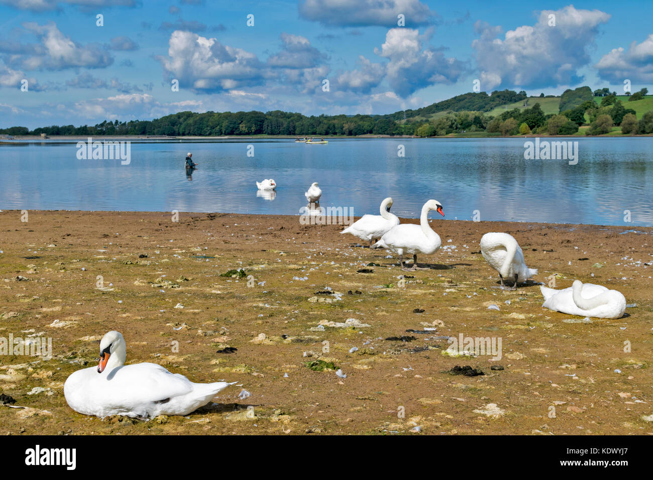 BLAGDON LAKE SOMERSET ENGLAND TROUT FISHERMEN FISHING IN BOATS AND WADING IN THE LAKE WITH SWANS RESTING ON THE BANK Stock Photo
