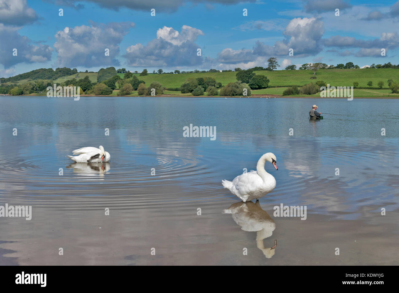 BLAGDON LAKE SOMERSET ENGLAND TROUT FISHERMEN FISHING IN BOATS AND WADING IN THE LAKE WITH TWO SWANS RESTING ON THE BANK Stock Photo