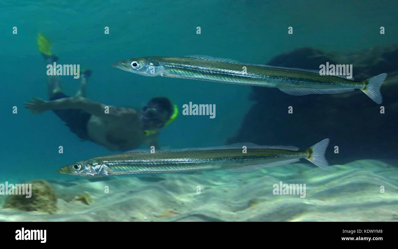 Sandeel Eel Like Fish High Resolution Stock Photography and Images - Alamy