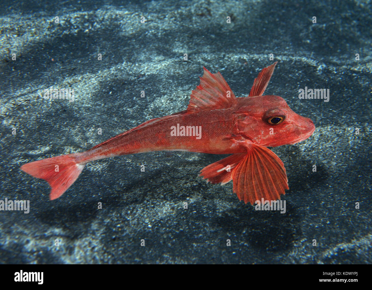 Red Gurnard High Resolution Stock Photography And Images Alamy