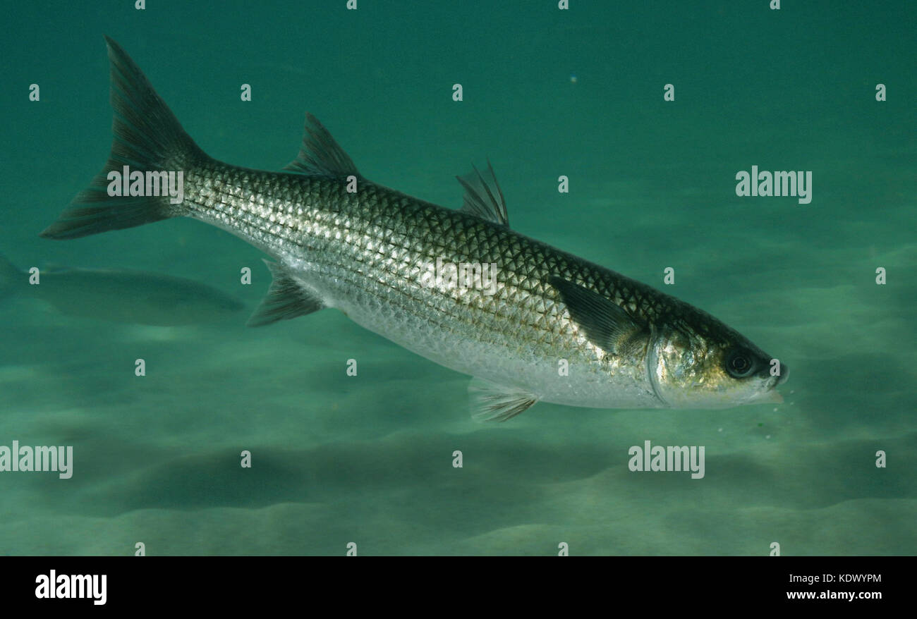 Mullet Fish High Resolution Stock Photography and Images - Alamy
