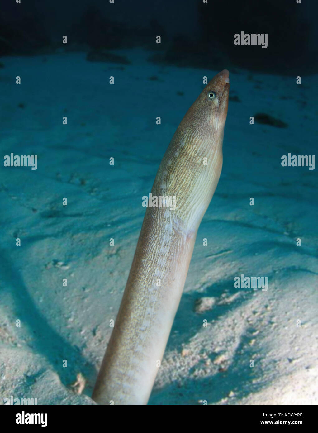 Eel Fish High Resolution Stock Photography and Images - Alamy