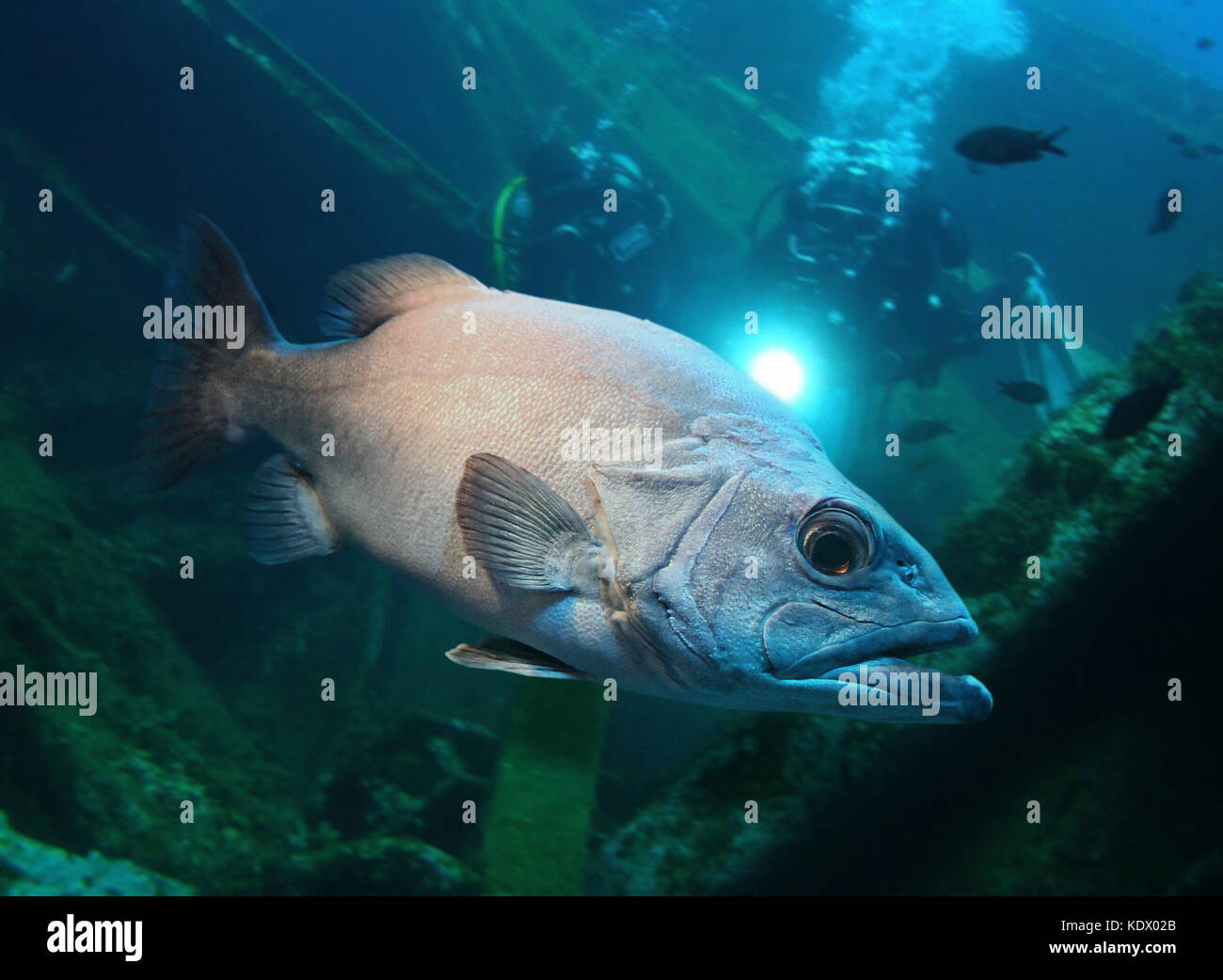 Wreckfish Stock Photos & Wreckfish Stock Images Alamy