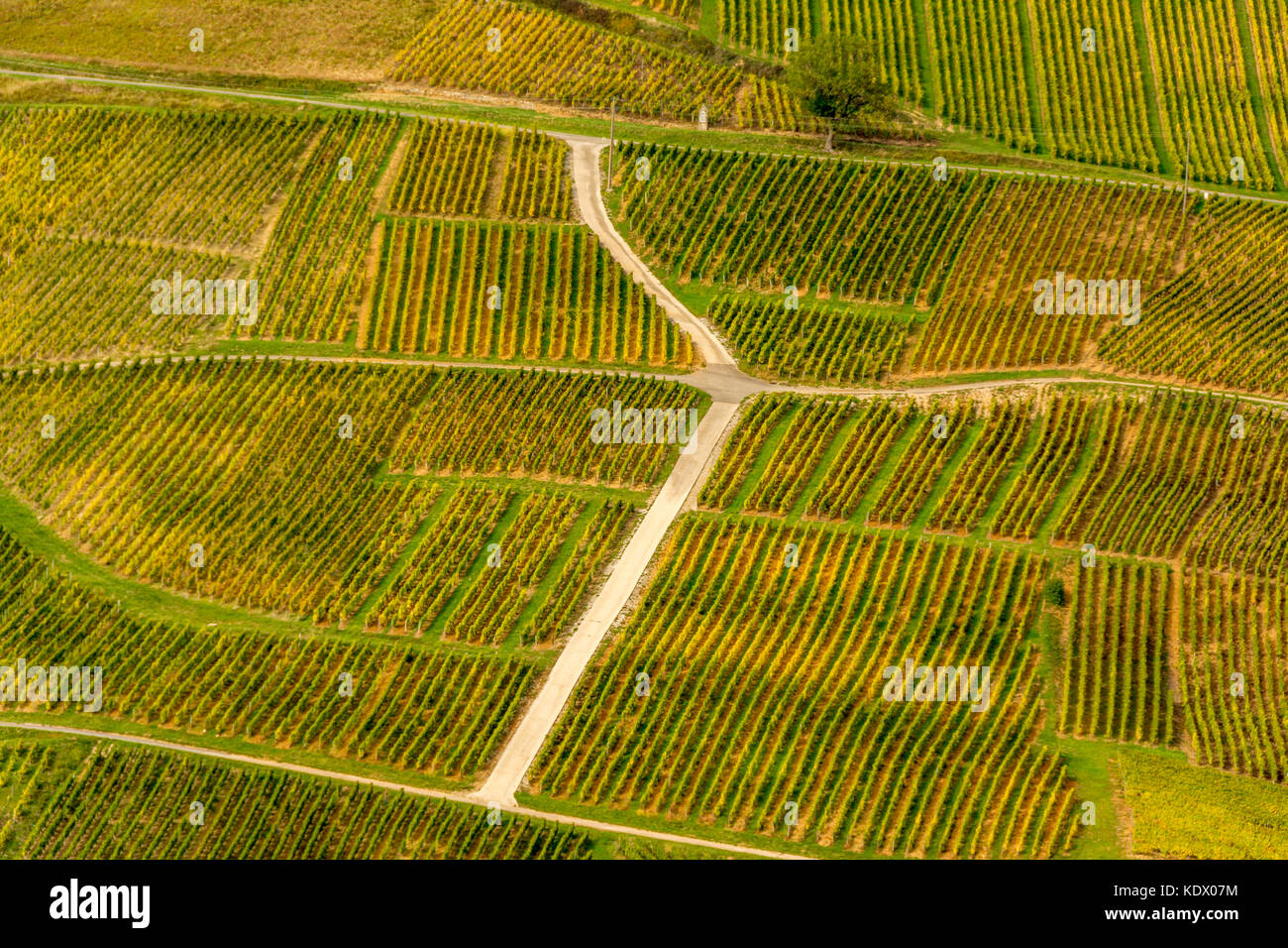 Vineyards of Chateau-Chalon village, one of the Most Beautiful Villages of France. Jura. Bourgogne-Franche-Comté. France Stock Photo