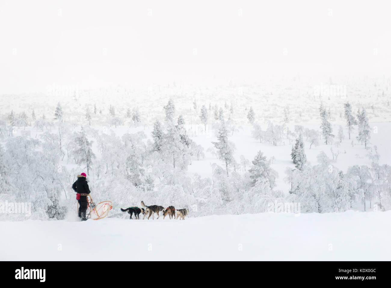 Husky dog sledding in Lapland, Finland Stock Photo