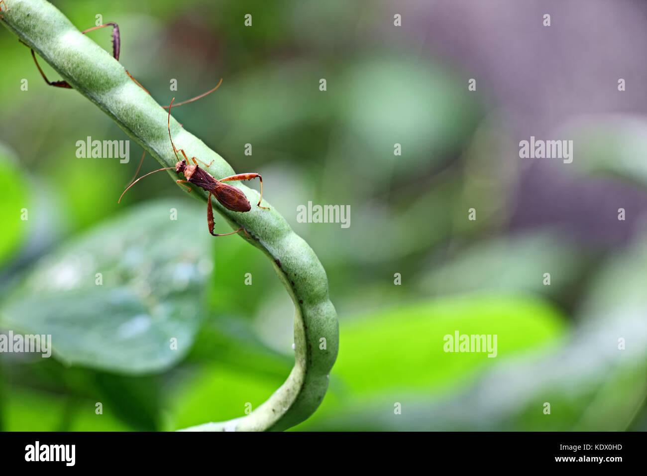 Osuck hi-res stock photography and images - Alamy