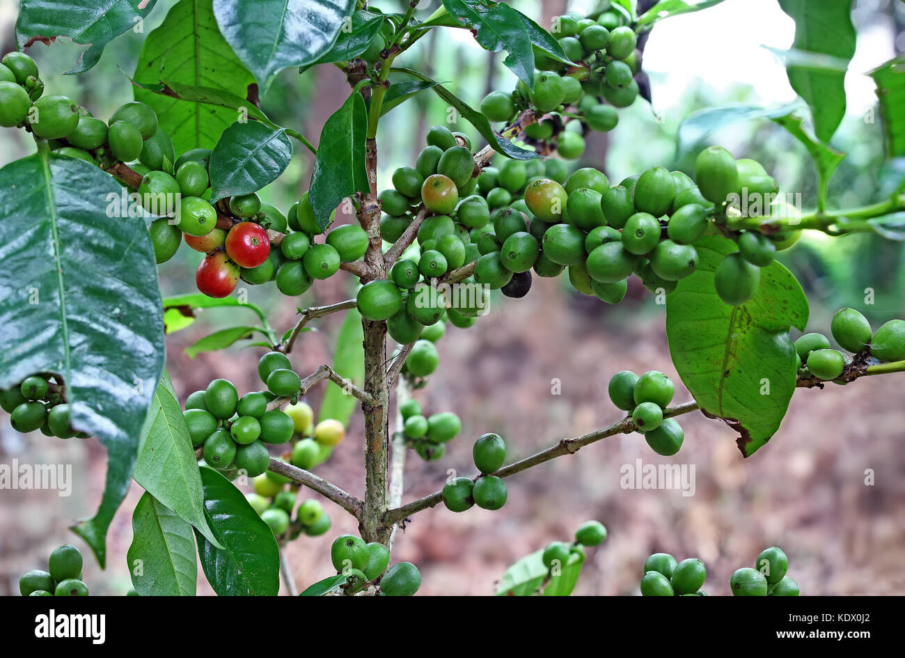 Young Coffee Trees Conilon Robusta Coffea Stock Photo 2347630213