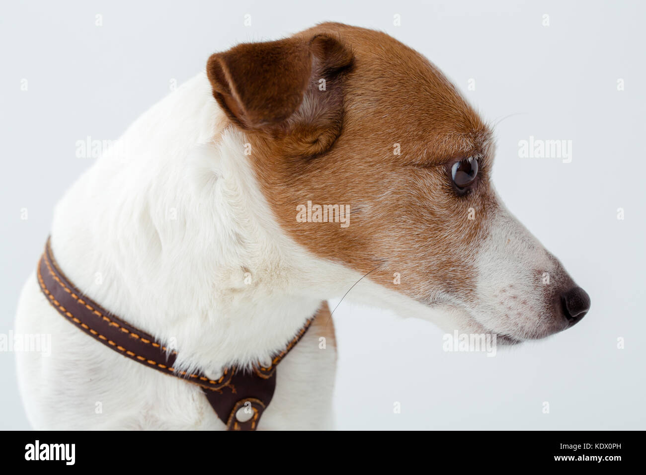 Cute dog looking away on a white background Stock Photo