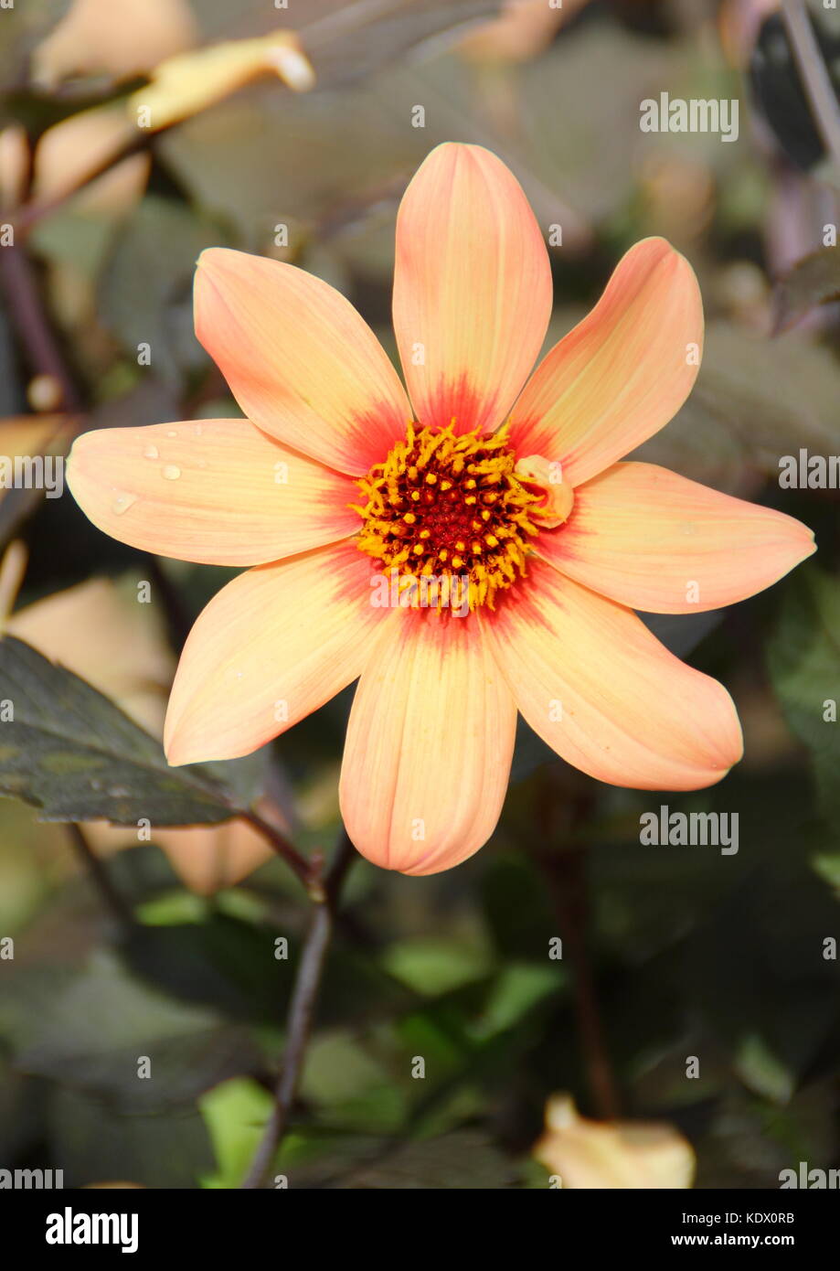 Dahlia Happy Single First Love in full bloom in an English garden in late summer, UK Stock Photo