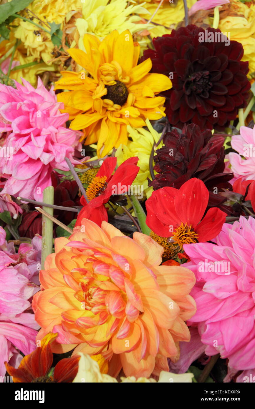 Dahlia blooms hi-res stock photography and images - Alamy