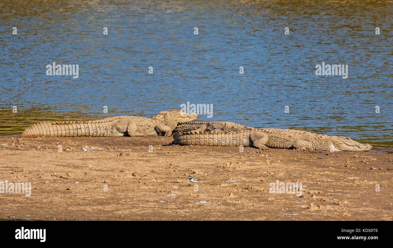 The Crocodilia (or Crocodylia) is an order of mostly large, predatory, semiaquatic reptiles, known as crocodilians. Stock Photo