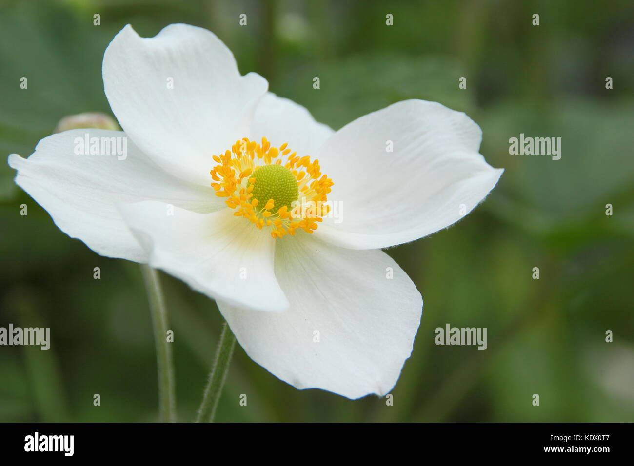 Anemones honorine jobert hi-res stock photography and images - Alamy