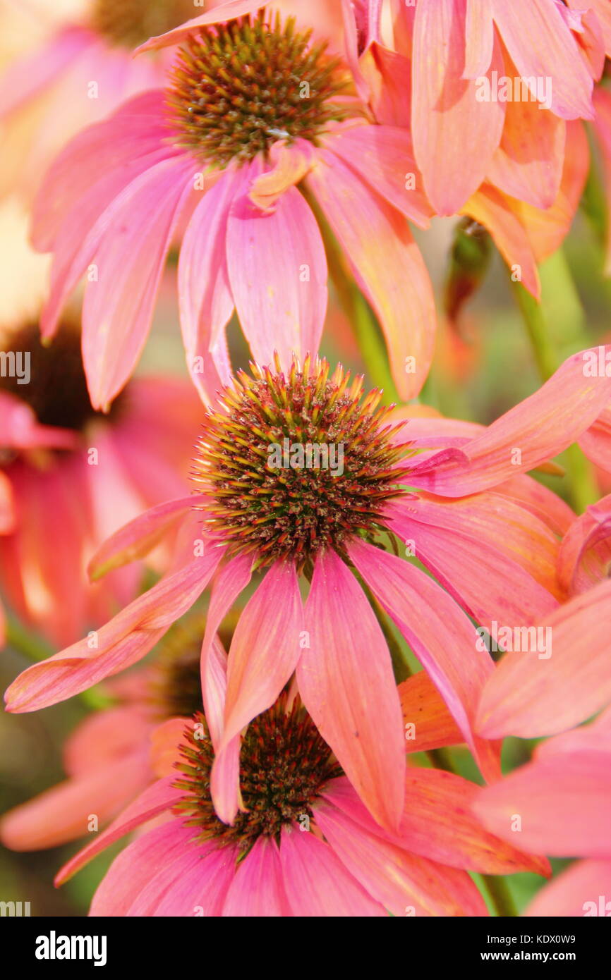Echinacea 'Cheyenne Spirit', a hybrid coneflower, in full bloom in the