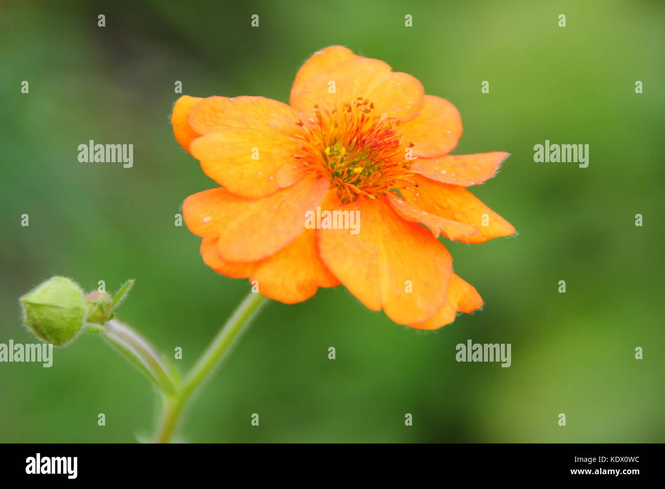 Geum 'Dolly North' flowering in an English garden border, UK Stock Photo
