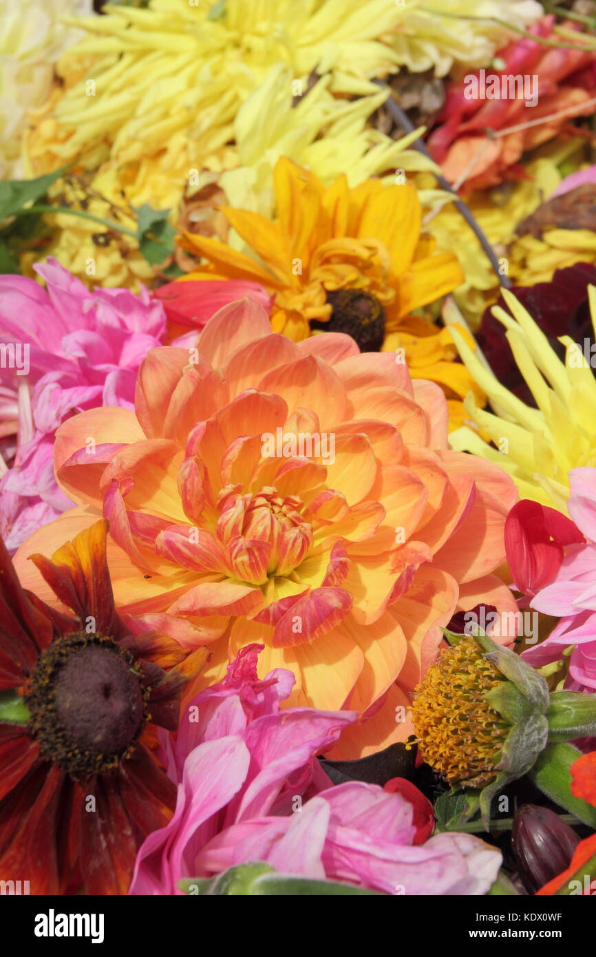 Deadheads of faded dahlia blooms, removed to promote continual flowering Stock Photo