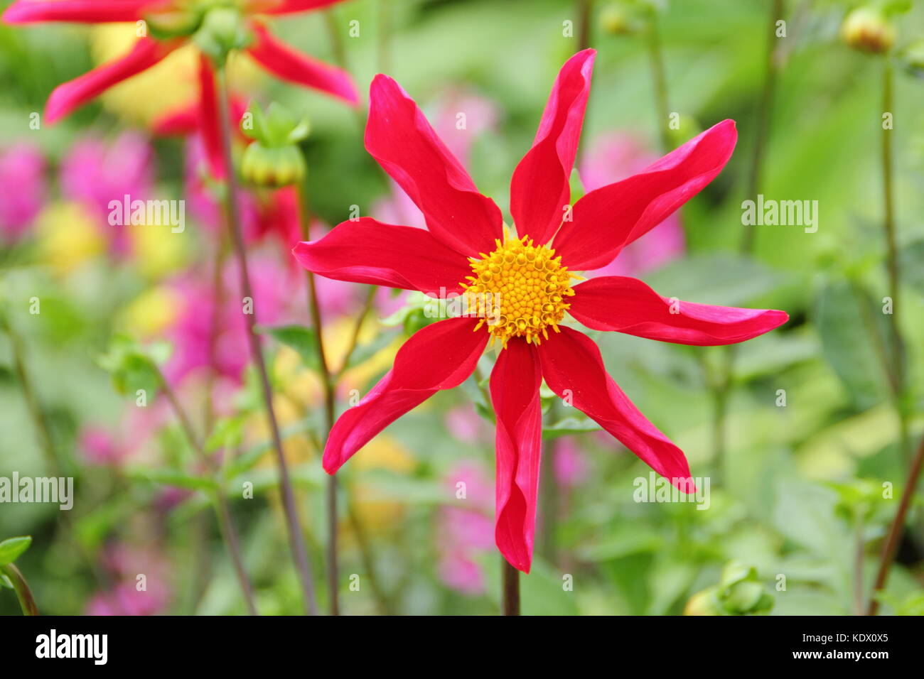 Red honka dahlia garden border hi-res stock photography and images - Alamy