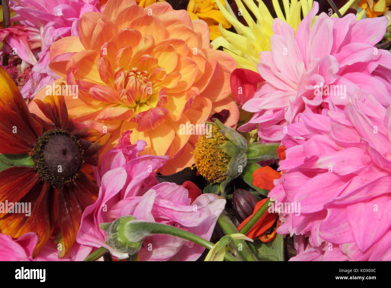 Deadheads of faded dahlia blooms, removed to promote continual flowering Stock Photo